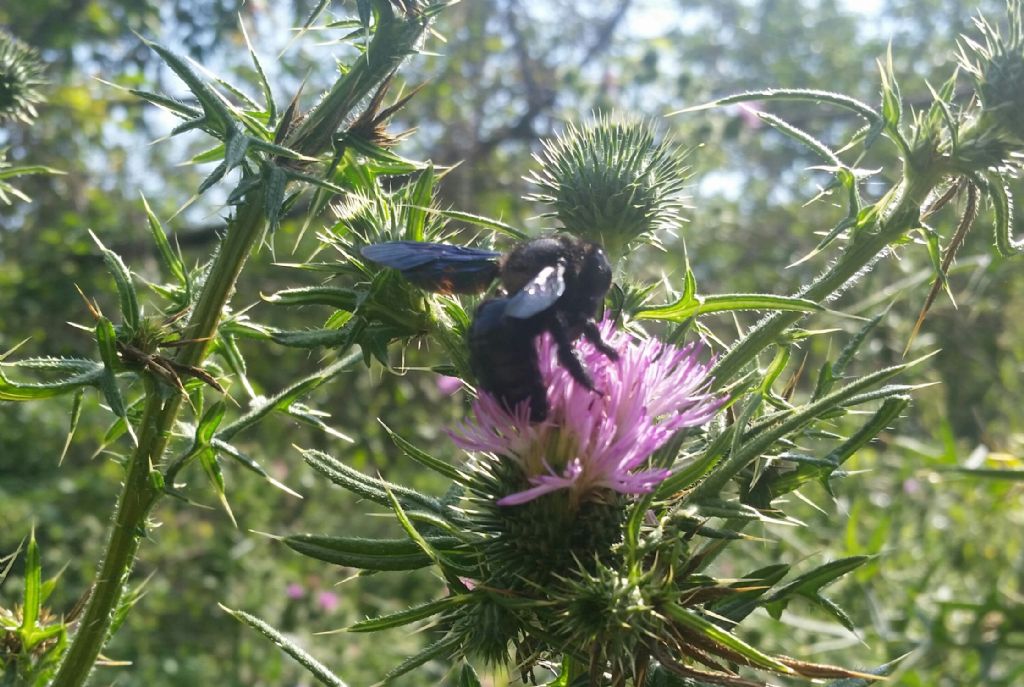 Che cos''?  Apidae: Xilocopa cfr. violacea